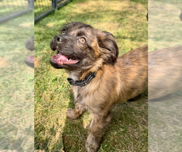Medium Photo #3 Colonial Cocker Spaniel-Unknown Mix Puppy For Sale in Gloversville, NY, USA