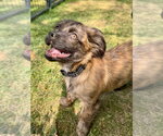 Small #2 Colonial Cocker Spaniel Mix