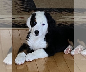 Bernese Mountain Dog Puppy for sale in PENDLETON, SC, USA