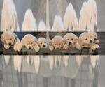 Small #4 English Cream Golden Retriever