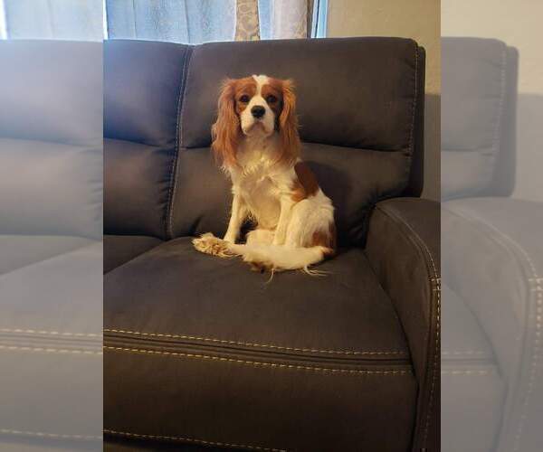 Medium Photo #1 Cavalier King Charles Spaniel Puppy For Sale in SAINT PETERSBURG, FL, USA
