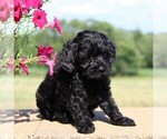 Small Photo #5 Cockapoo-Poodle (Toy) Mix Puppy For Sale in PARADISE, PA, USA