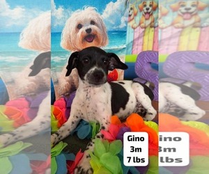 Beagle-Chihuahua Mix Dogs for adoption in Virginia Beach, VA, USA