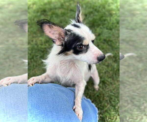 Medium Photo #3 Chihuahua-Unknown Mix Puppy For Sale in Estherville, IA, USA