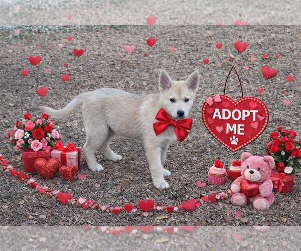 Medium Photo #2 Shiba Inu-Unknown Mix Puppy For Sale in Yardley, PA, USA