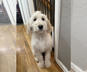 Goldendoodle Puppy for sale in WOODLAND PARK, CO, USA