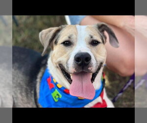 Max2 - Male Mutt Dog for Adoption - Photo #3