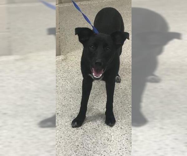 Medium Photo #1 Labrador Retriever-Unknown Mix Puppy For Sale in Conroe, TX, USA