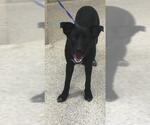 Small Labrador Retriever Mix