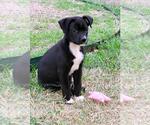 Small #10 Labrador Retriever Mix