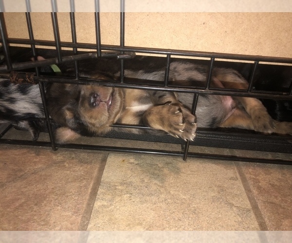 Medium Photo #18 Border Collie-Golden Retriever Mix Puppy For Sale in OVERLAND PARK, KS, USA
