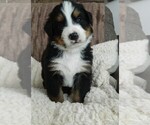 Puppy Zack Bernese Mountain Dog