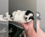 Small #6 Mutt