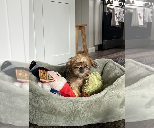 Medium Photo #1 Brussels Griffon Puppy For Sale in NILES, MI, USA