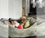 Image preview for Ad Listing. Nickname: AKC Stevo
