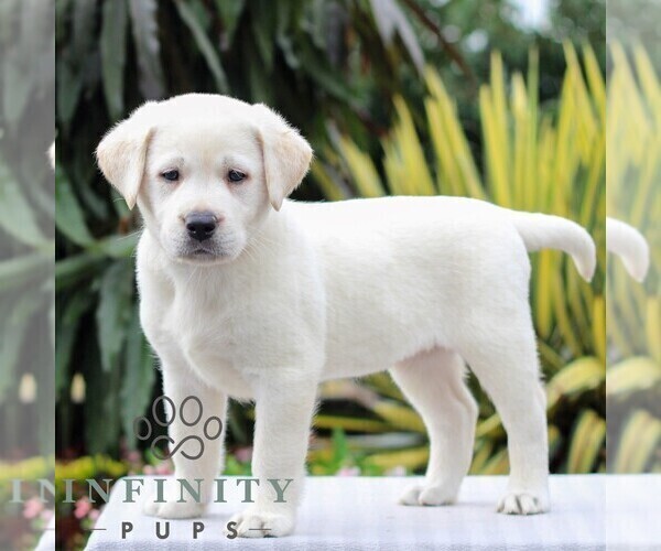 Medium Photo #1 Labrador Retriever Puppy For Sale in GORDONVILLE, PA, USA
