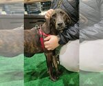 Small Photo #4 Coonhound-Plott Hound Mix Puppy For Sale in Wakefield, RI, USA