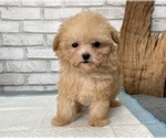 Small Photo #3 Poodle (Toy) Puppy For Sale in CHICAGO, IL, USA