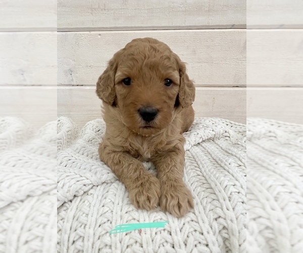 Medium Photo #1 Miniature Labradoodle Puppy For Sale in NORCO, CA, USA