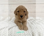 Small Photo #1 Miniature Labradoodle Puppy For Sale in NORCO, CA, USA