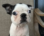 Puppy Star Faux Frenchbo Bulldog