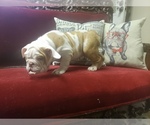 Small Photo #10 English Bulldog Puppy For Sale in DE WITT, MI, USA