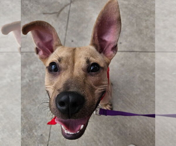 Medium Photo #2 Mutt Puppy For Sale in Catasauqua, PA, USA