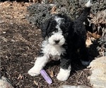 Small Photo #2 Golden Mountain Doodle  Puppy For Sale in LAKE ORION, MI, USA