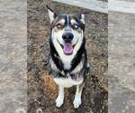 Small German Shepherd Dog-Siberian Husky Mix