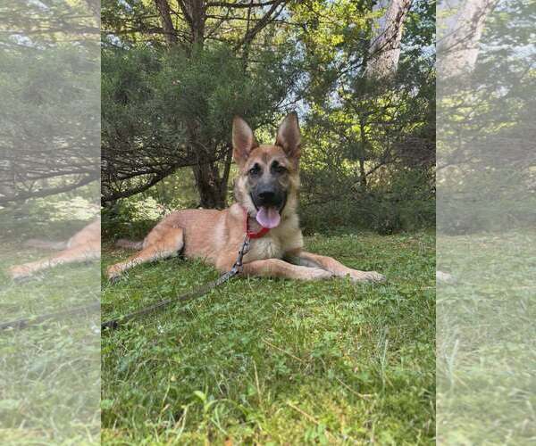 Medium Photo #1 Mutt Puppy For Sale in Westwood, NJ, USA
