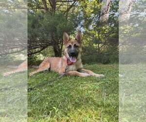 Mutt Dogs for adoption in Westwood, NJ, USA