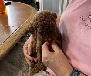 Poodle (Standard) Puppy for sale in DUNCOMBE, IA, USA