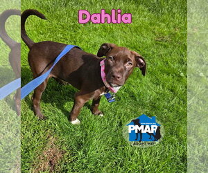 Mutt Dogs for adoption in Binghamton, NY, USA
