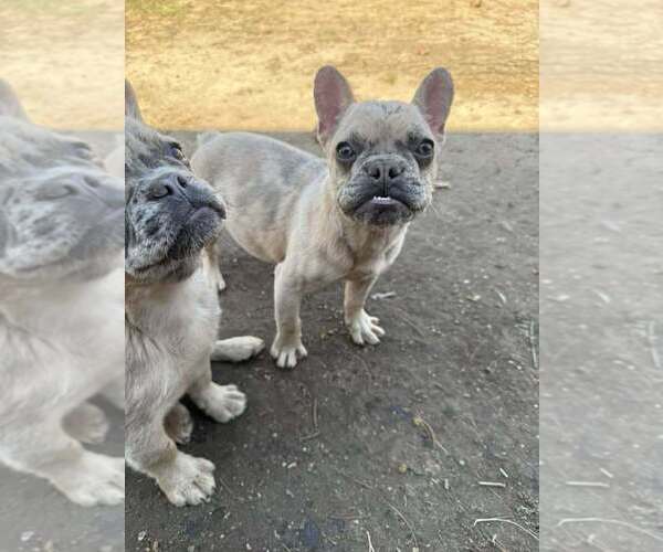 Medium Photo #1 French Bulldog Puppy For Sale in DECATUR, IL, USA