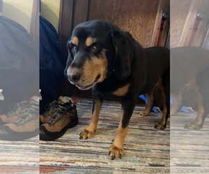 Winny - Female Bloodweiler Dog for Adoption - Photo #2