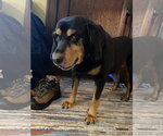 Small Photo #2 Bloodweiler Puppy For Sale in Princeton, MN, USA
