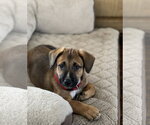 Small #1 Mutt