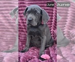 Small #1 Cane Corso