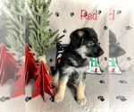 Puppy 1 German Shepherd Dog-Siberian Husky Mix