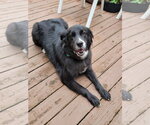 Small #2 Border Collie Mix