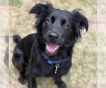 Small #4 Retriever -Spaniel Mix