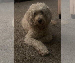 Toby - Male Golden Retriever-Unknown Mix Dog for Adoption - Photo #4