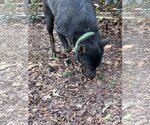 Small #4 Mutt