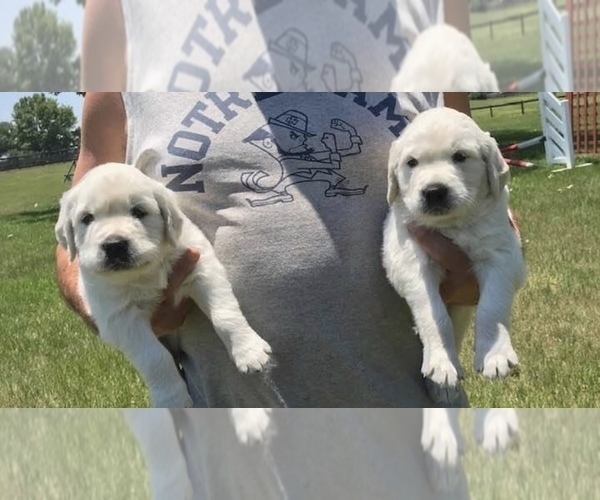 Medium Photo #1 English Cream Golden Retriever Puppy For Sale in ANTHONY, FL, USA