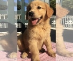 Small Golden Retriever