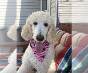 Poodle (Standard) Puppy for sale in OWATONNA, MN, USA