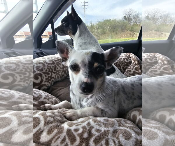 Medium Photo #5 Rat-Cha Puppy For Sale in Sykesville, MD, USA