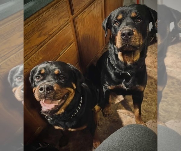 Medium Photo #13 Rottweiler Puppy For Sale in BELLEVILLE, IL, USA