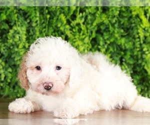 Havanese Puppy for sale in MOUNT VERNON, OH, USA