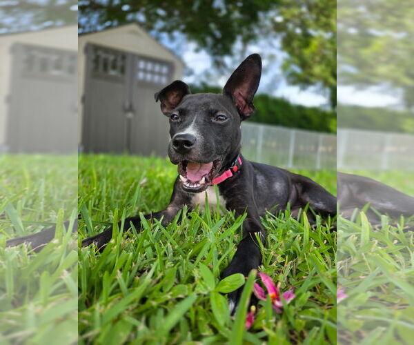 Medium Photo #3 American Pit Bull Terrier-Labrador Retriever Mix Puppy For Sale in Lighthouse Point, FL, USA